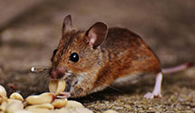 24 Hour & Emergency Exterminators in Santa Ana Pue, NM